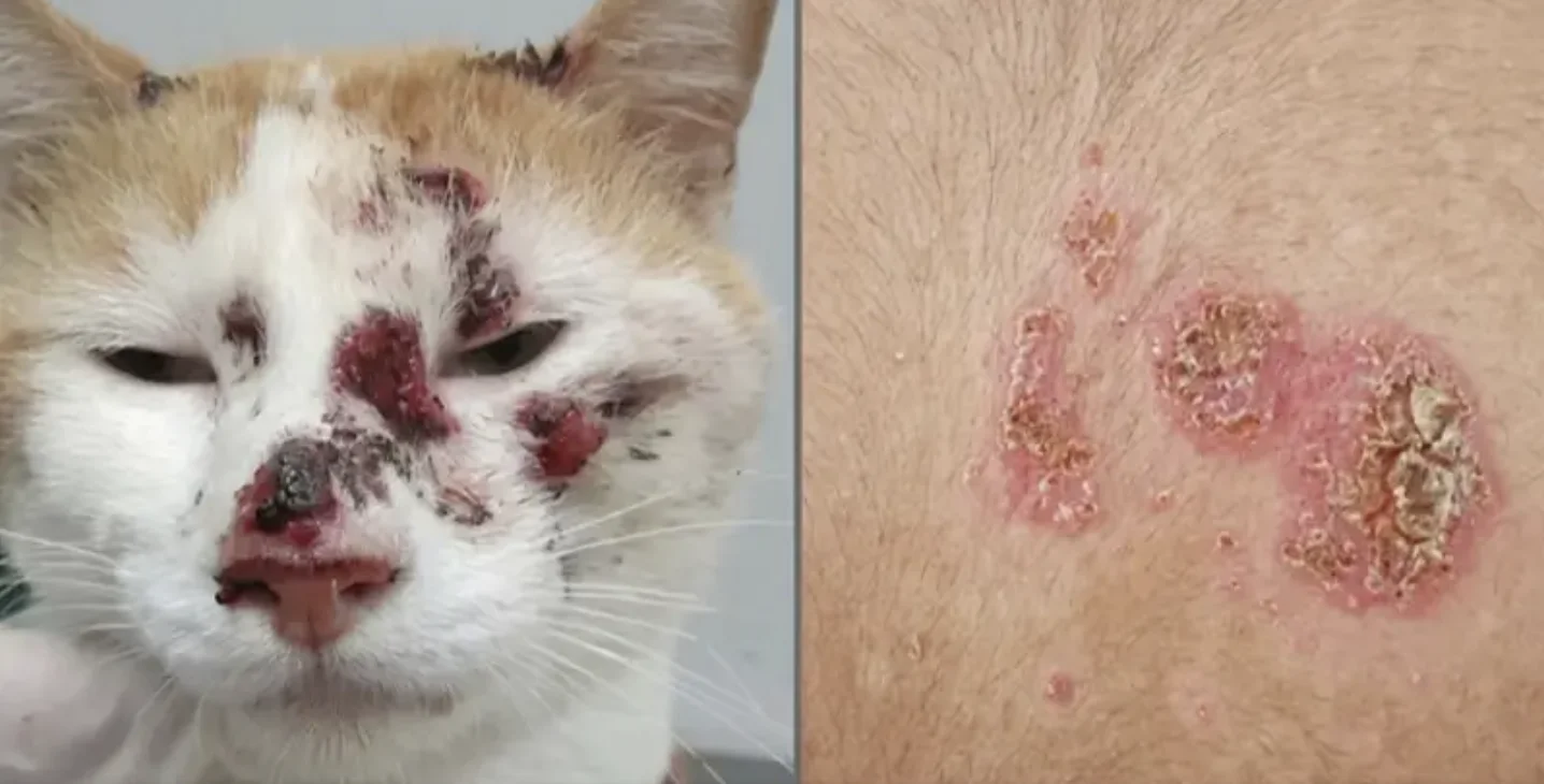 Esporotricosis en Argentina: alerta por infección de gatos que contagia humanos